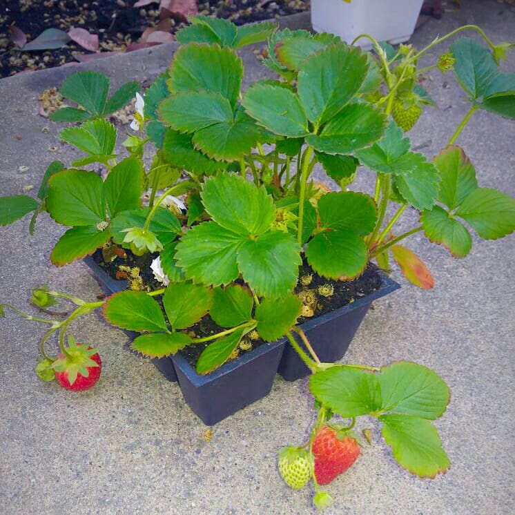 strawberries